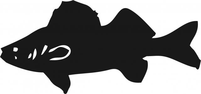 Fish -Walleye Silhouette Laser Cut Appliques (Size: 7"W, Direction: facing left)